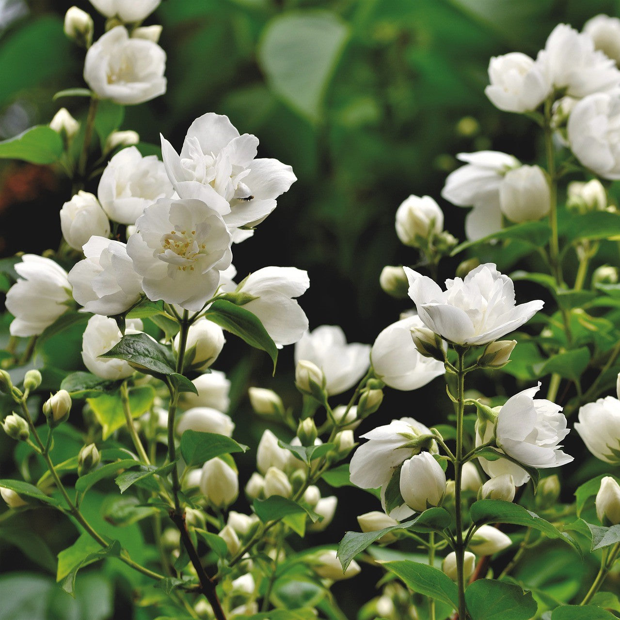 Αιθέριο Έλαιο - Γιασεμί