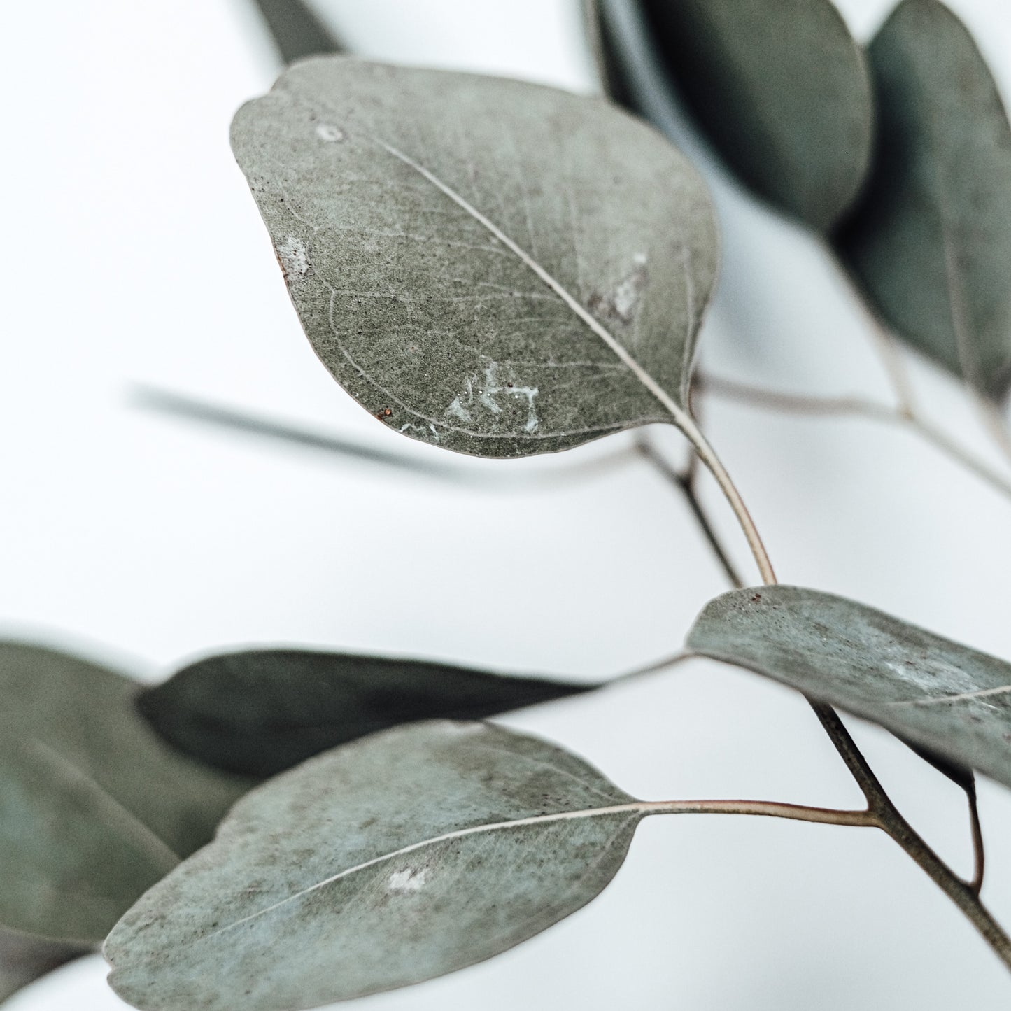 Αιθέριο Έλαιο - Ευκάλυπτος