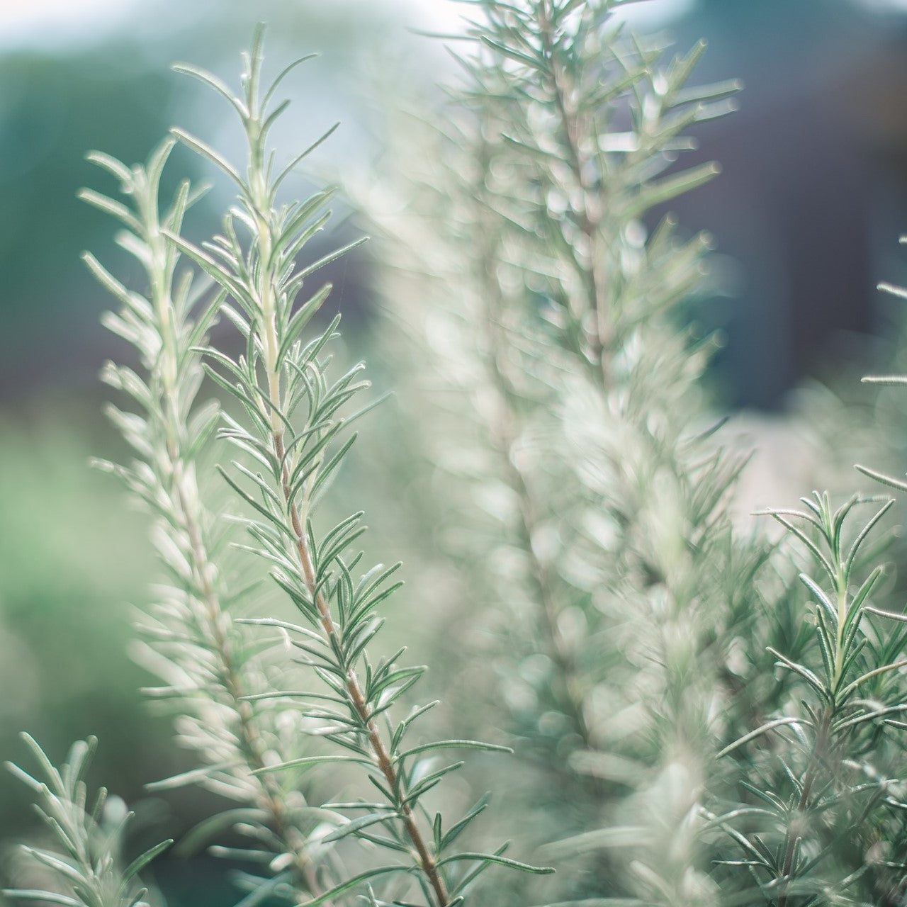 Αιθέριο Έλαιο - Δεντρολίβανο